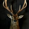 Imposing stuffed head of a capital red deer