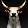 Very beautiful stuffed head of a Hungarian steppe cattle