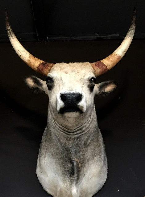 Very beautiful stuffed head of a Hungarian steppe cattle