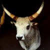 Very beautiful stuffed head of a Hungarian steppe cattle