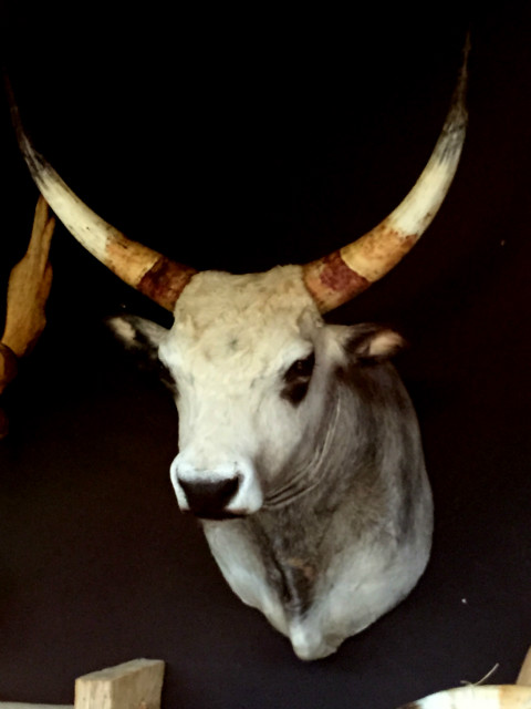 Very beautiful stuffed head of a Hungarian steppe cattle