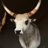 Very beautiful stuffed head of a Hungarian steppe cattle