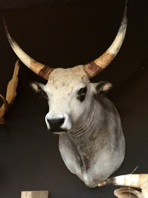 Very beautiful stuffed head of a Hungarian steppe cattle