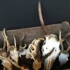 Lot 6, Divers hunting trophies
