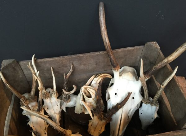 Lot 6, Divers hunting trophies