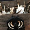 Lot 6, Divers hunting trophies