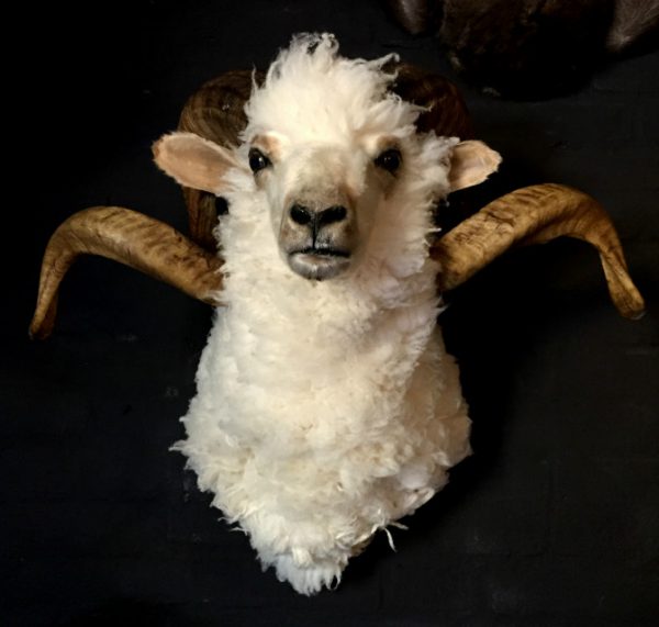 Mooie opgezette kop van een schapen ram.