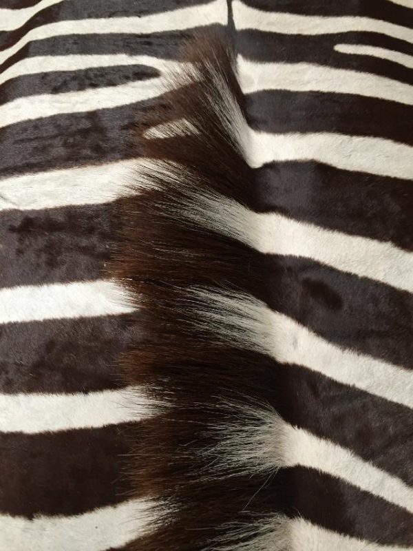 Top quality zebra skin
