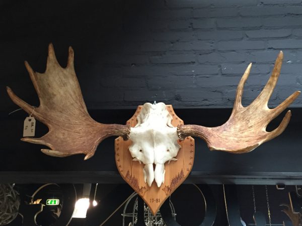 Heavy pair of antlers of a Scandinavian moose.