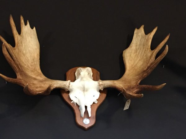 Heavy pair of antlers of a Scandinavian moose.