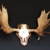 Pair of antlers, skull of a sika deer.