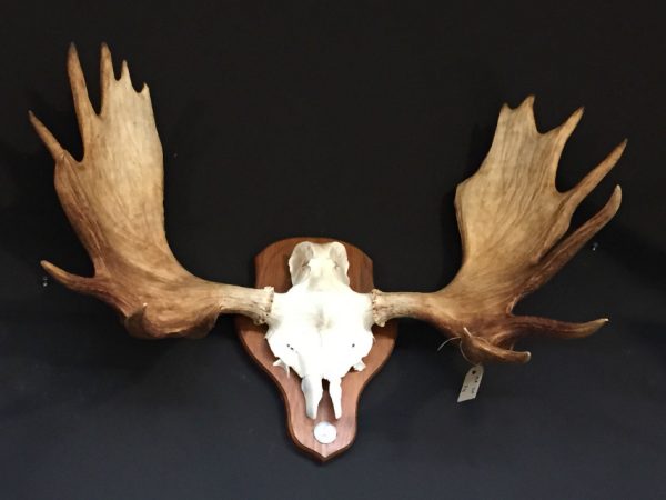 Heavy pair of antlers of a Scandinavian moose.