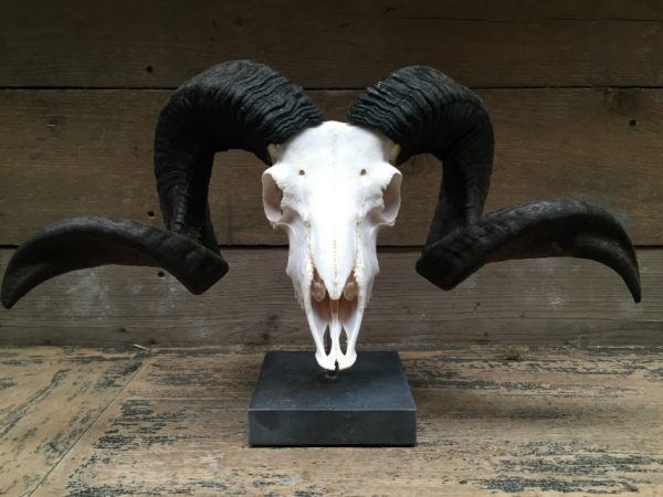 Ram skull on stone pedestals