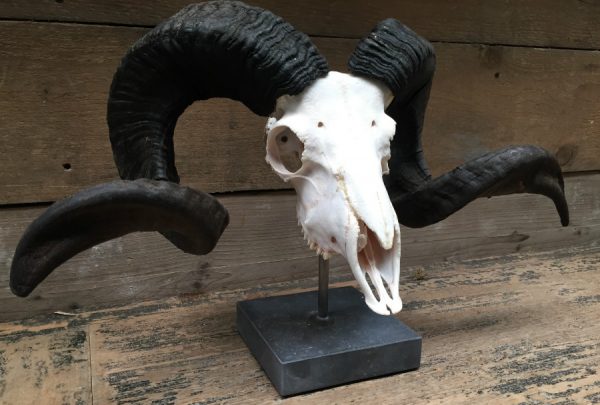 Ram skull on stone pedestals