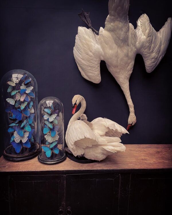 Stuffed mute swan as a still life