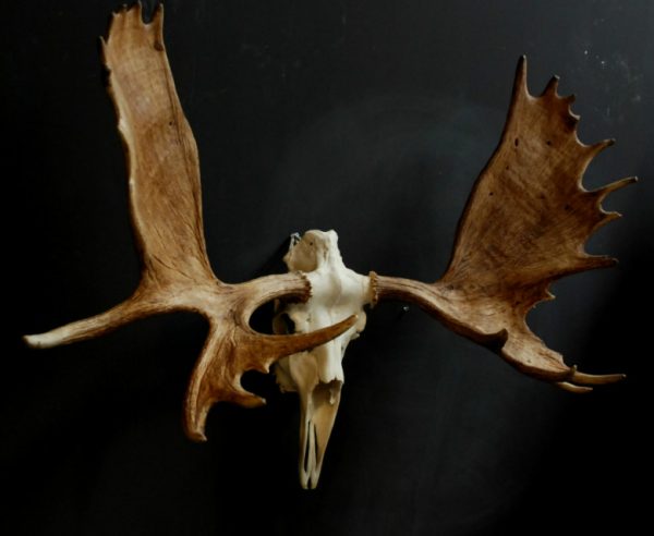 Massive skull of a Canadian moose