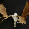 Massive skull of a Canadian moose