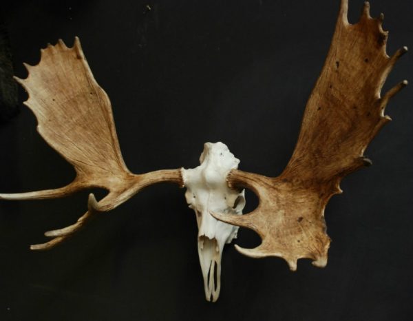 Massive skull of a Canadian moose