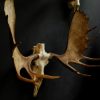 Impressive Canadian moose skull
