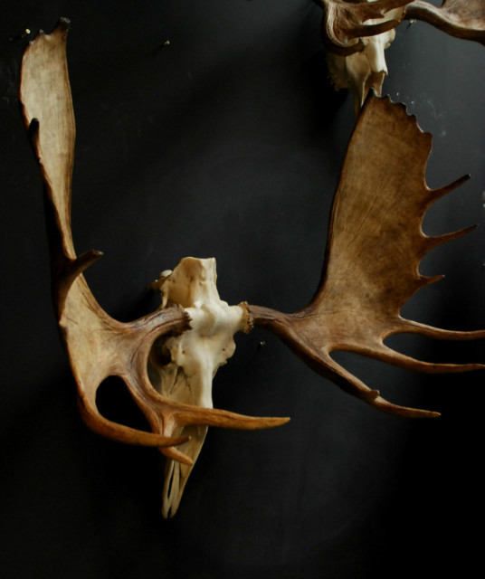 Impressive Canadian moose skull