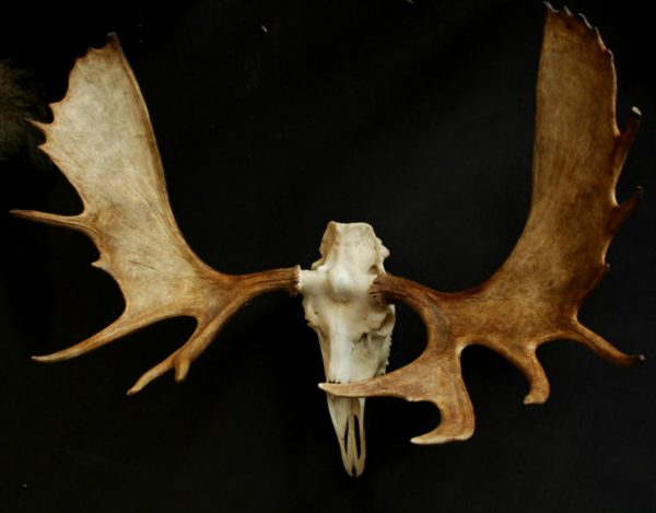 Impressive Canadian moose skull