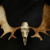 Impressive Canadian moose skull