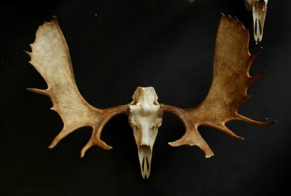 Impressive Canadian moose skull