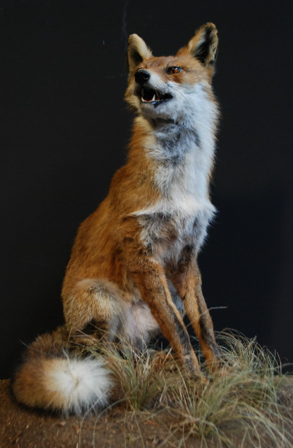 Taxidermy sitting fox