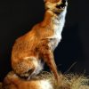 Taxidermy sitting fox