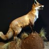 Taxidermy standing fox