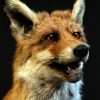 Taxidermy standing fox