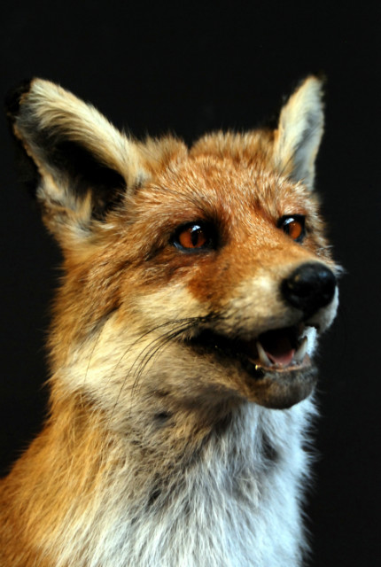Taxidermy standing fox