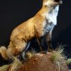 Taxidermy standing fox