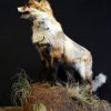 Taxidermy standing fox