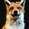 Taxidermy standing fox