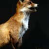 Taxidermy standing fox