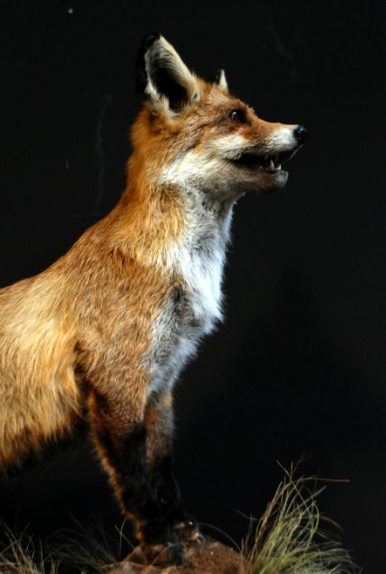 Taxidermy standing fox