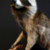 Vintage stuffed raccoon