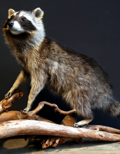 Vintage stuffed raccoon