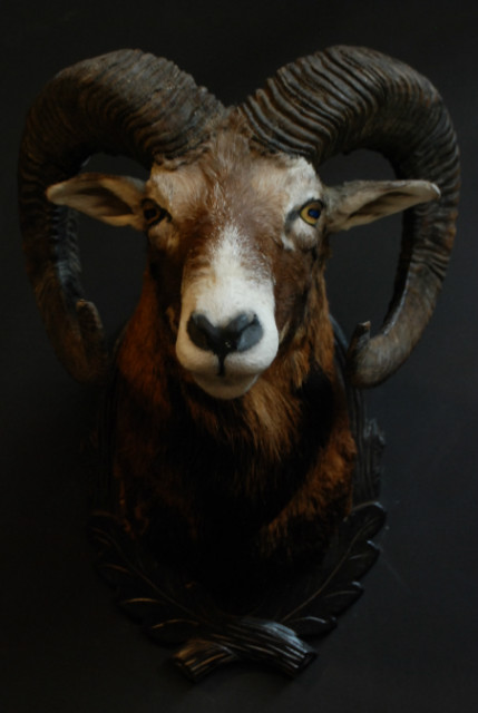 Hunting trophy of a big mouflon ram.
