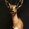 Nice stuffed head of a small steenbock