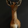 Nice stuffed head of a small steenbock