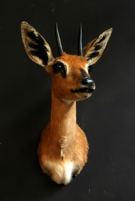 Nice stuffed head of a small steenbock