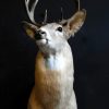 Unique taxidermy white taile deer head