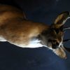 Unique taxidermy white taile deer head