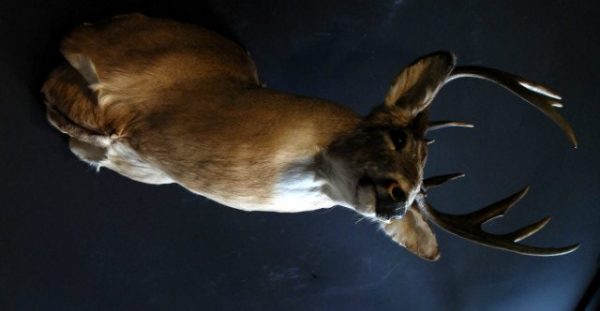 Unique taxidermy white taile deer head