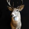 Unique taxidermy white taile deer head