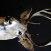 Unique taxidermy white taile deer head