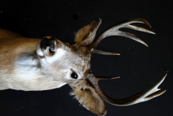 Unique taxidermy white taile deer head