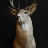 Unique taxidermy white taile deer head